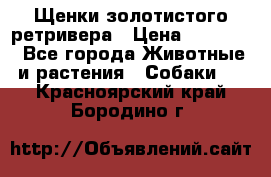 Щенки золотистого ретривера › Цена ­ 15 000 - Все города Животные и растения » Собаки   . Красноярский край,Бородино г.